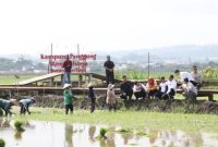 Presiden ke-7 Joko Widodo (Jokowi) meninjau penanaman Padi Biosalin, Sabtu (18/1/2025). Foto: Dok.PGN