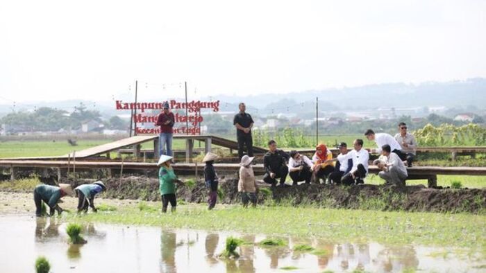 Presiden ke-7 Joko Widodo (Jokowi) meninjau penanaman Padi Biosalin, Sabtu (18/1/2025). Foto: Dok.PGN