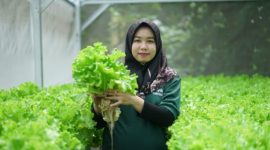 SUKSES - Peserta Program Sharp Hydro Heroes, memperlihatkan hasil panen slada yang memuaskan. (ist/red)