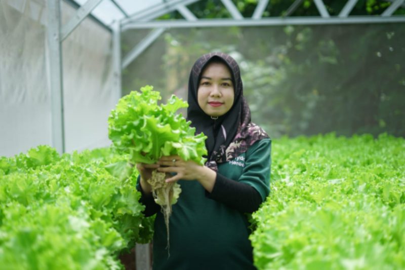 SUKSES - Peserta Program Sharp Hydro Heroes, memperlihatkan hasil panen slada yang memuaskan. (ist/red)