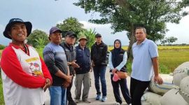 -MONITORING- Direktur Operasional dan Pelayanan Publik Perum BULOG, M. Suyamto, melakukan 'Monitoring Pengadaan Gabah Kering Panen (GKP) Tahun 2025 di Wilayah Kerja Kanwil Jateng', Kamis (3/4/2025), di Desa Turunrejo, Kecamatan Brangsong, Kabupaten Kendal. Foto : Dok.BULOG/metrojateng.id