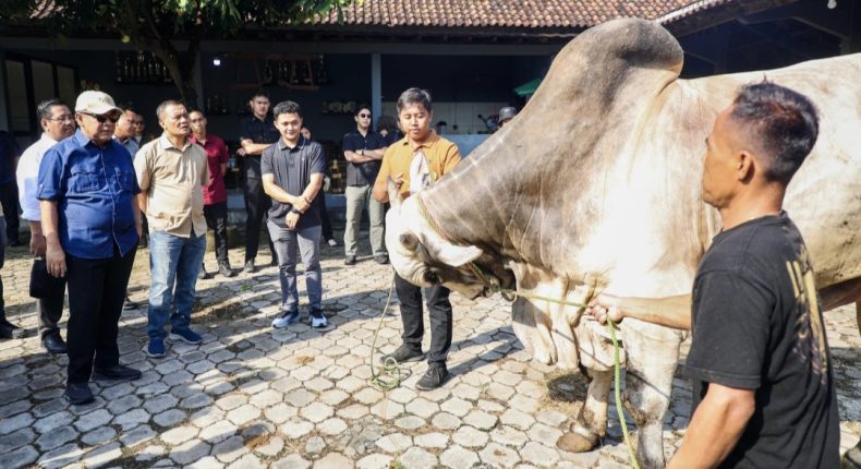 foto slider headline