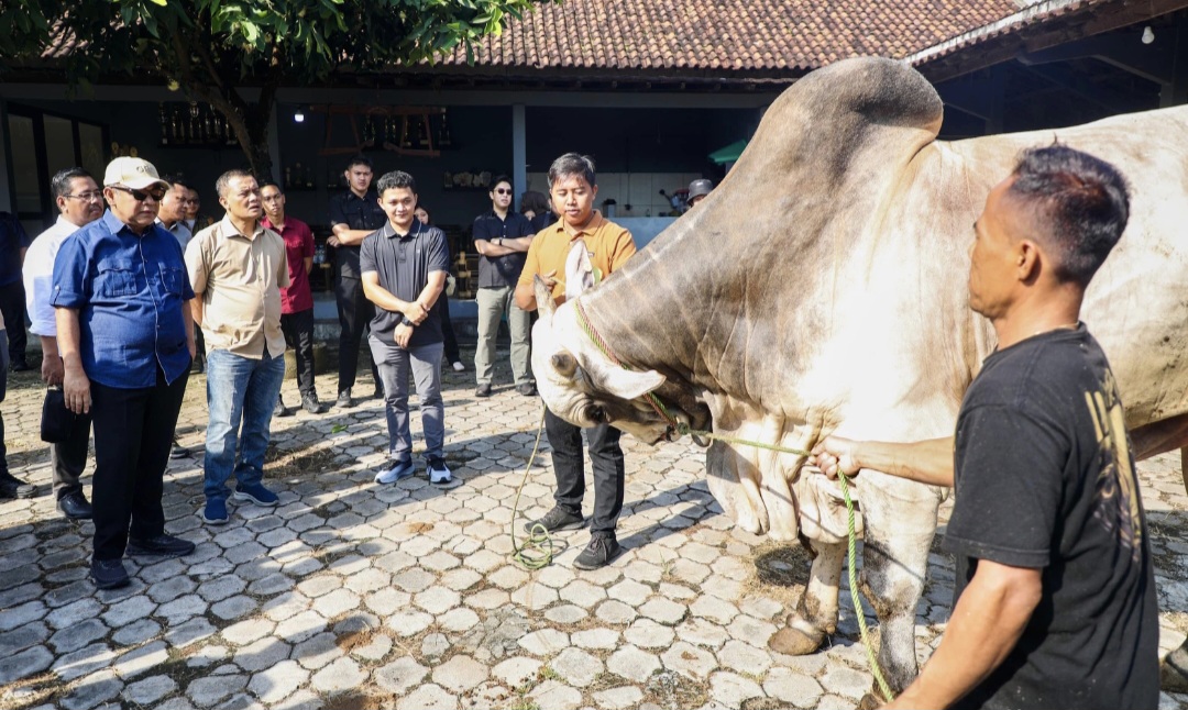 Gubernur Luthfi Kagumi Berkah Setia Farm, Dari Dua Sapi Jadi Ratusan ...