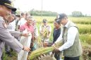 CAPAIAN PENGADAAN – Perum BULOG mencatat realisasi pengadaan beras nasional mencapai 4,11 juta ton hingga 8 Oktober 2026, menjadi capaian tertinggi sepanjang sejarah perusahaan. FOTO: DOK. BULOG