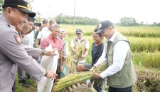 CAPAIAN PENGADAAN – Perum BULOG mencatat realisasi pengadaan beras nasional mencapai 4,11 juta ton hingga 8 Oktober 2026, menjadi capaian tertinggi sepanjang sejarah perusahaan. FOTO: DOK. BULOG