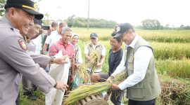 CAPAIAN PENGADAAN – Perum BULOG mencatat realisasi pengadaan beras nasional mencapai 4,11 juta ton hingga 8 Oktober 2026, menjadi capaian tertinggi sepanjang sejarah perusahaan. FOTO: DOK. BULOG